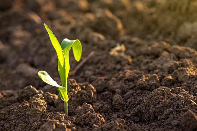 plant sprout