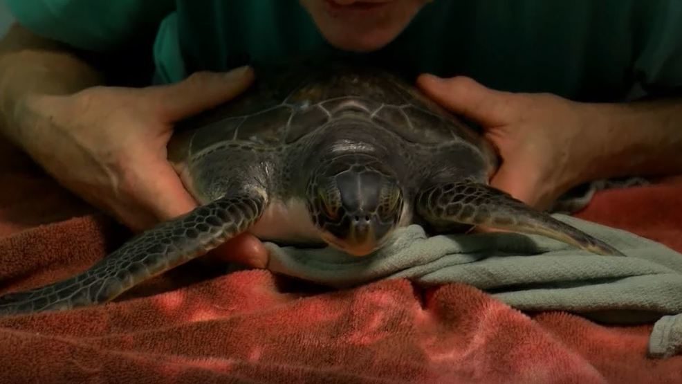 Click to enlarge Cold snap sends over 100 sea turtles to rehab center