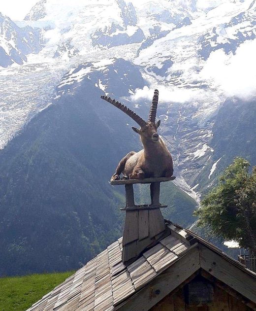Click to enlarge Meditating Goat
