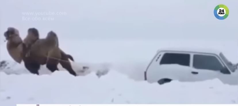 Click to enlarge Camel towing car