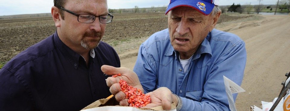 Click to enlarge pesticide-coated seeds