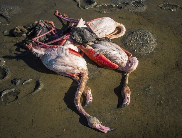 Click to enlarge An increasing number of migratory birds have been found dead in the Miankaleh peninsula in Mazandaran province, northern Iran.