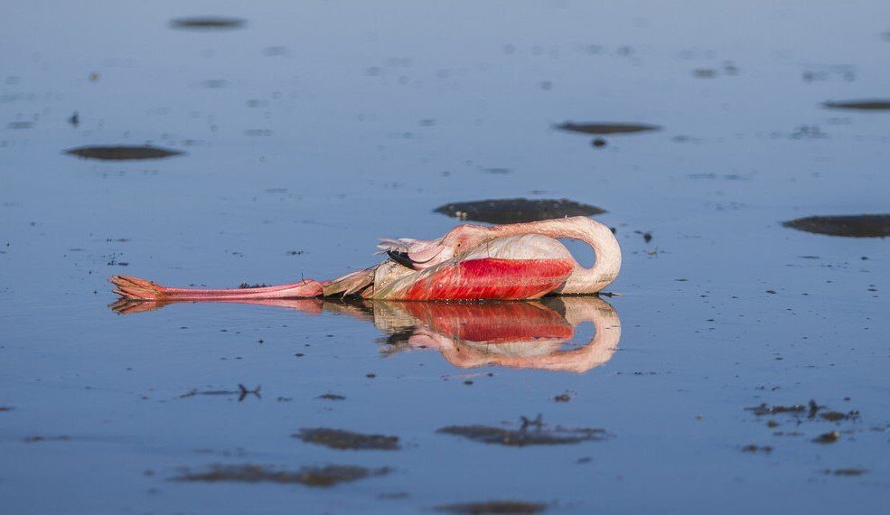 Click to enlarge dead bird
