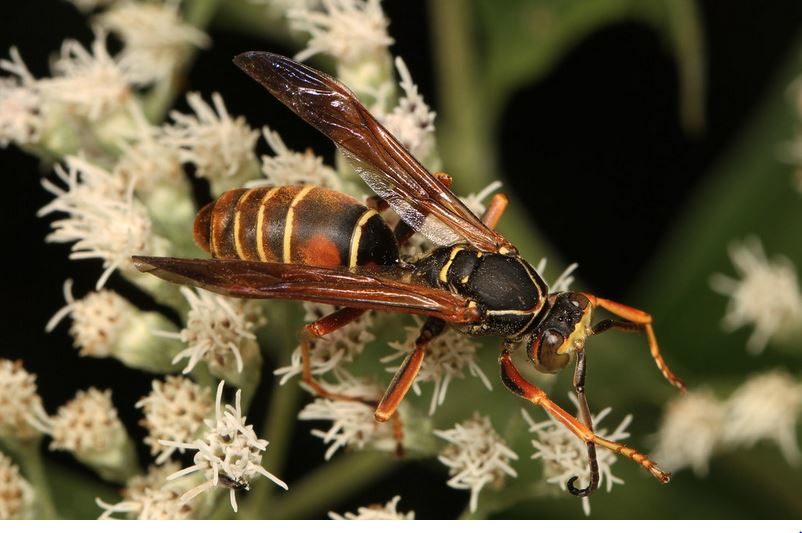 northern paper wasp