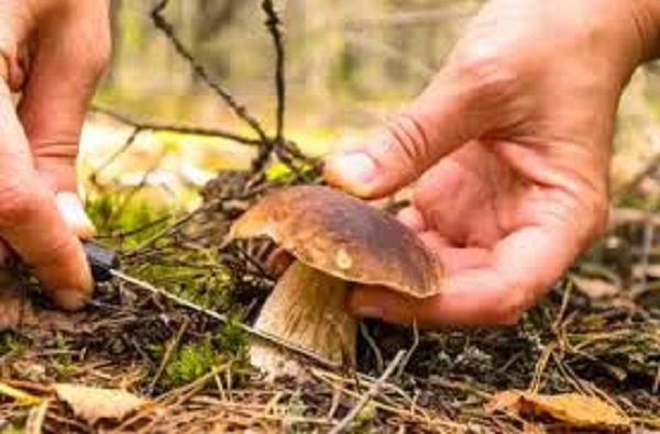 Mushrooms