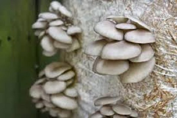 Mushrooms
