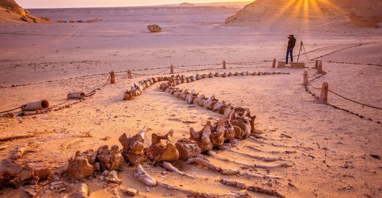 Click to enlarge whale fossil egypt