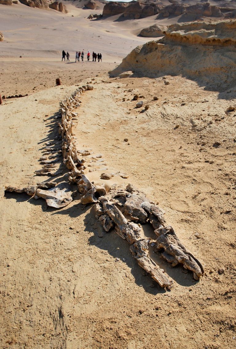 whale fossils egypt