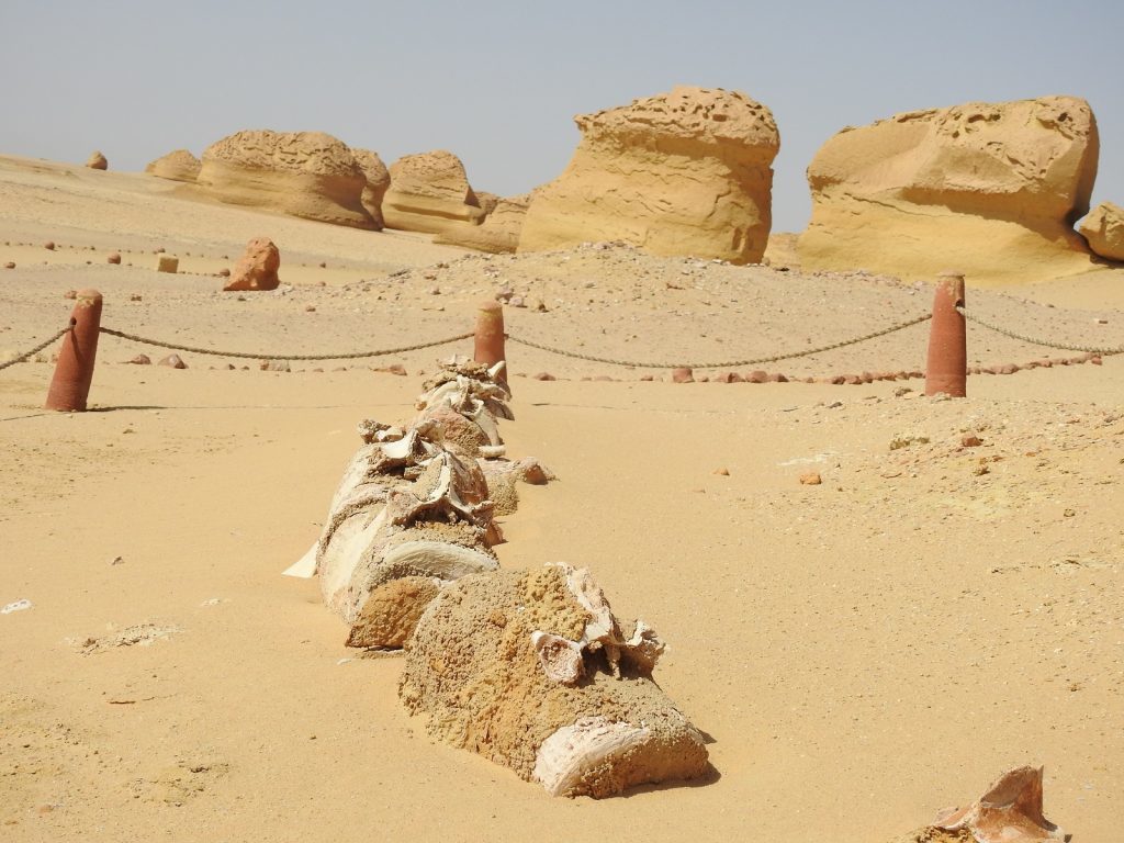 Click to enlarge whale fossils egypt