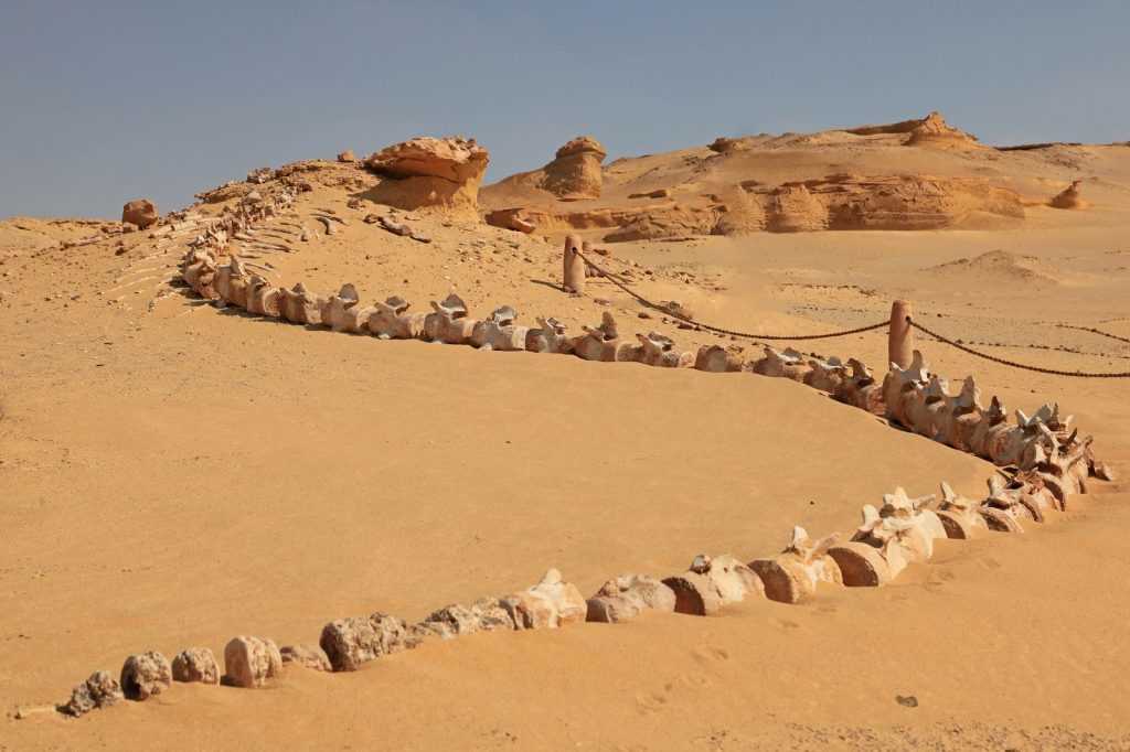 whale fossils egypt