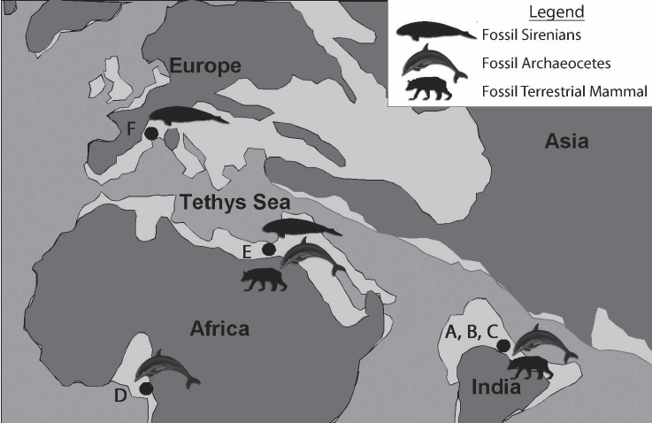 tethys ocean paleontology eocene geology