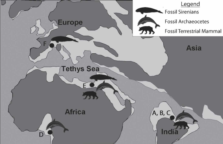 Click to enlarge tethys ocean paleontology eocene geology