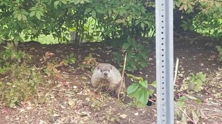 Click to enlarge squirrel