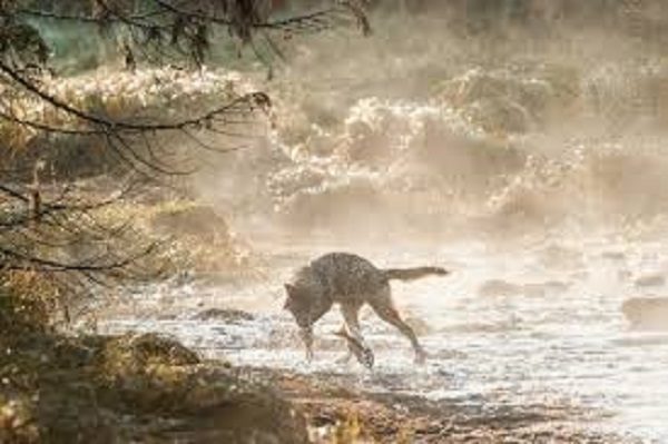 Sea wolves