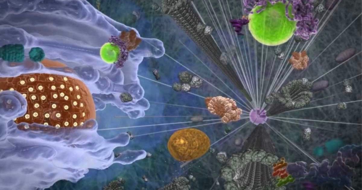 cell interior structure