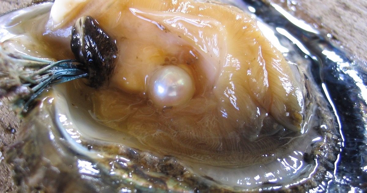 pearl oyster