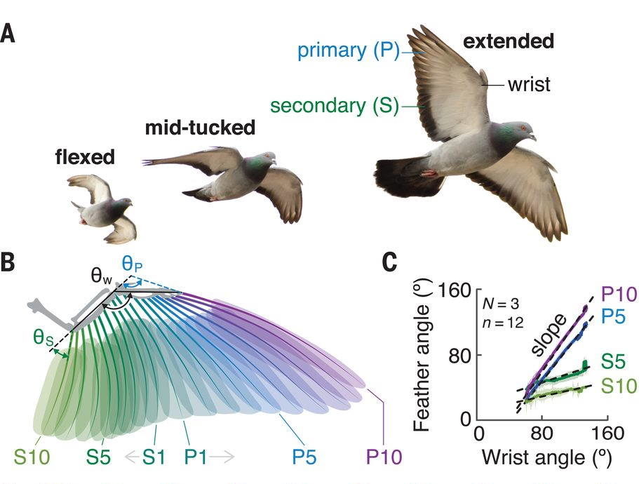 Click to enlarge feathers stay together