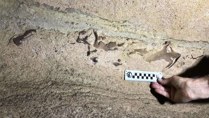 kentuky cave shark