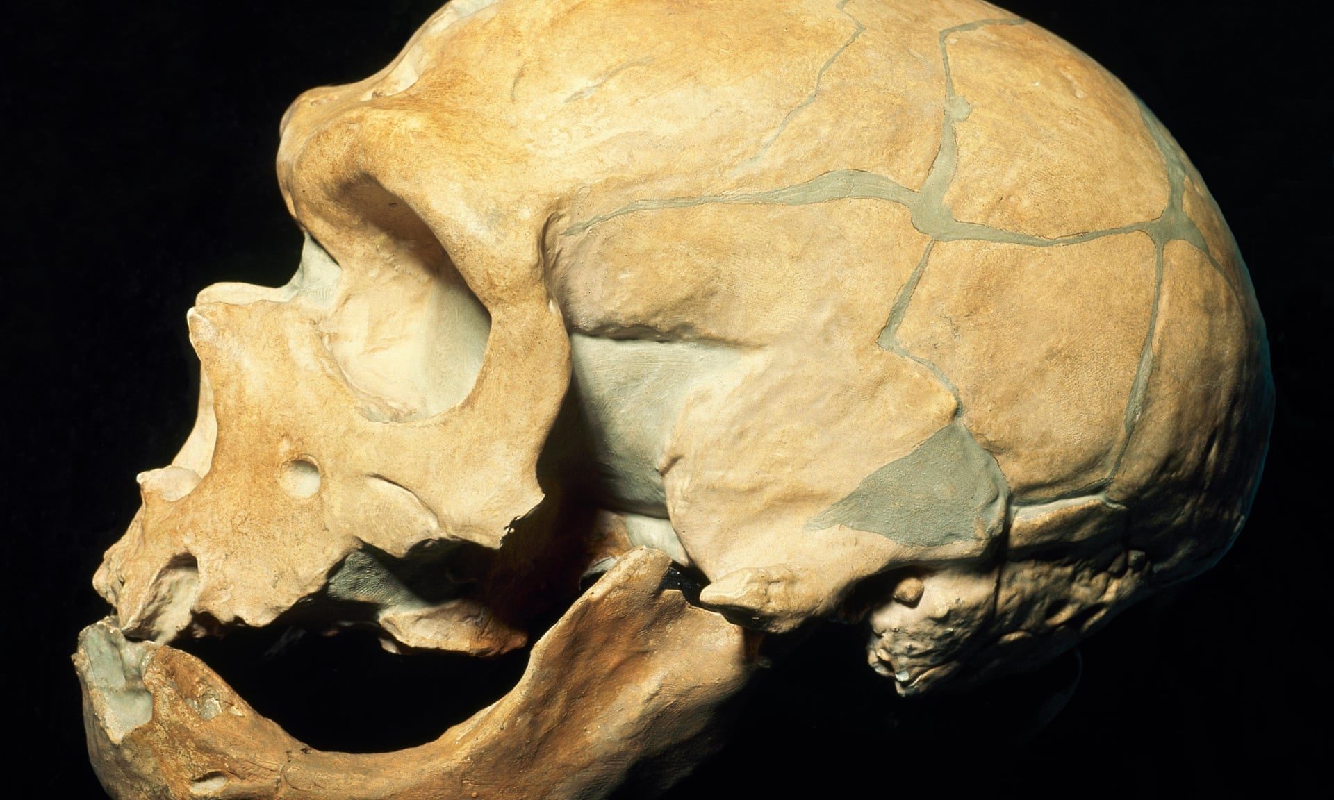 Click to enlarge Neanderthal