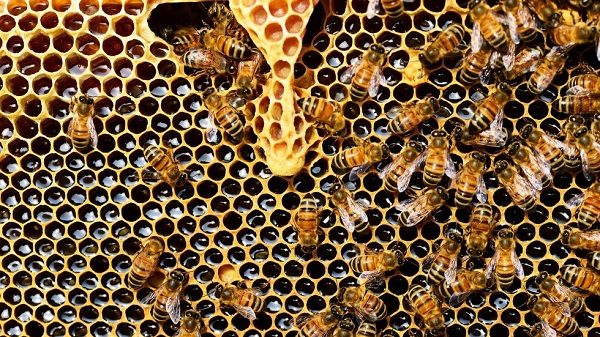 Bees