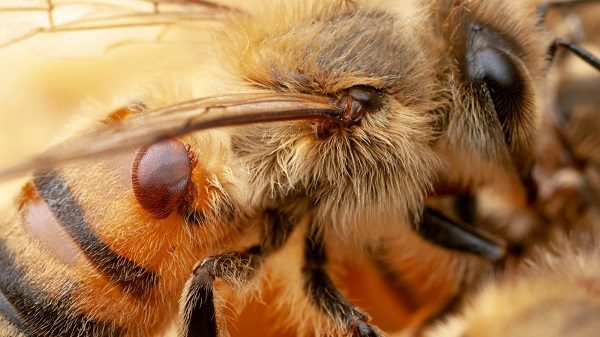 Click to enlarge A Varroa mite on a honey bee.