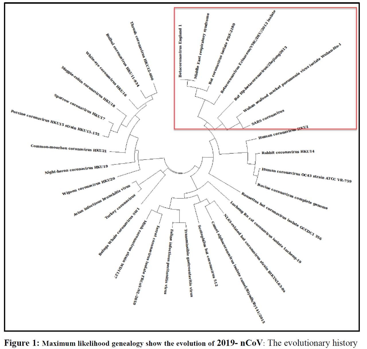 Click to enlarge coronavirus genealogy