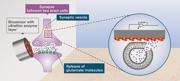Glutamate analysis