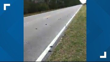dead birds