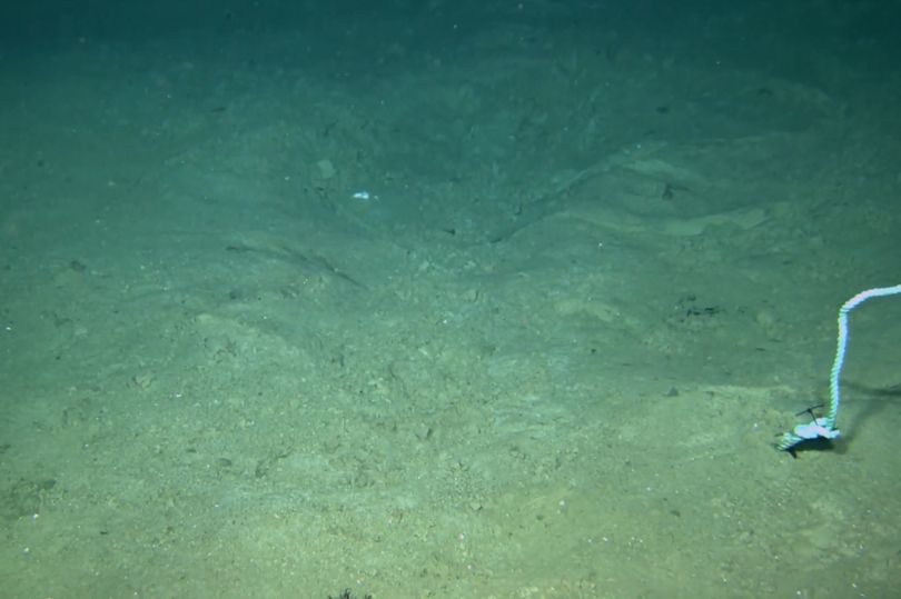 mystery predator ocean alligator