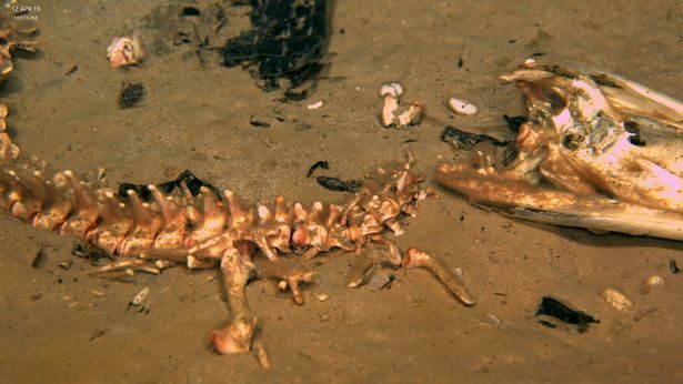 Click to enlarge alligator crustaceans