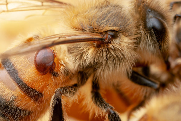 varro mite bee colony collapse