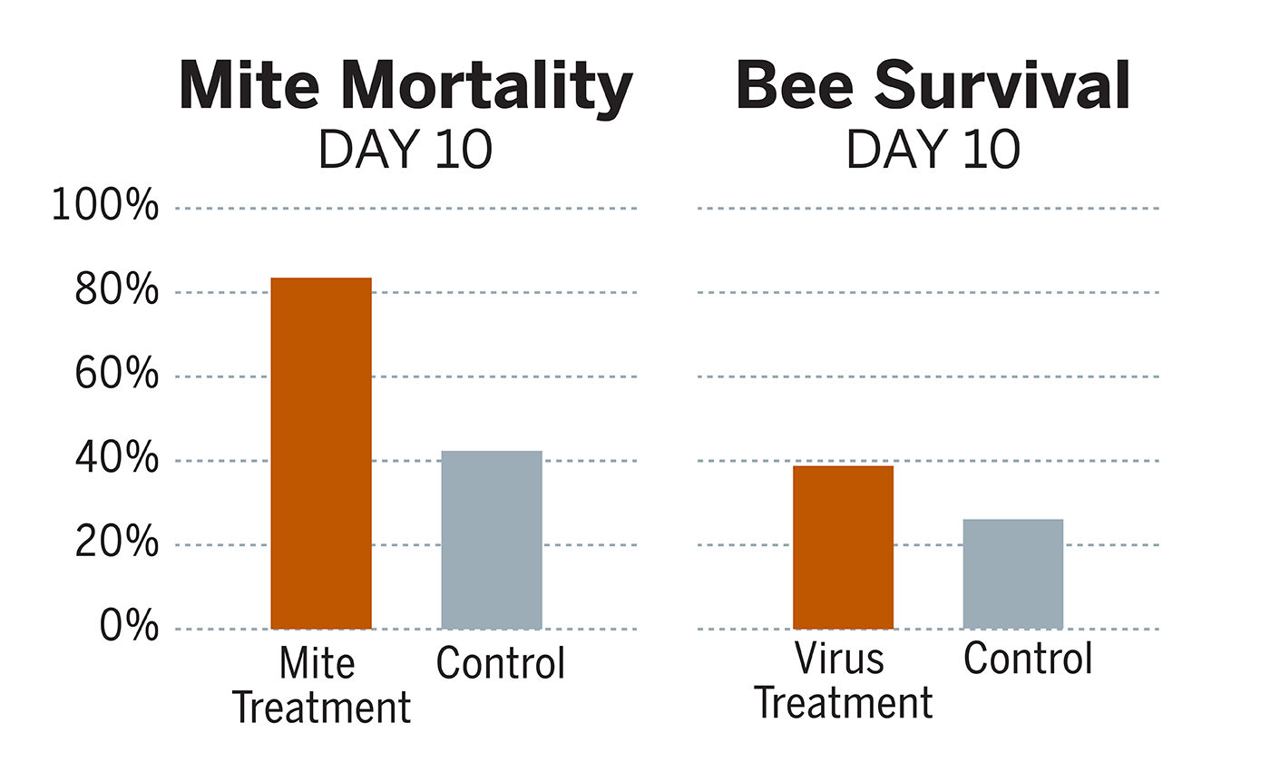 varro mite treatment colony collapse bees