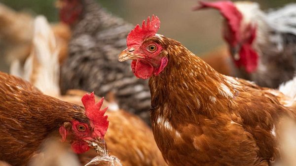 Click to enlarge Chicken