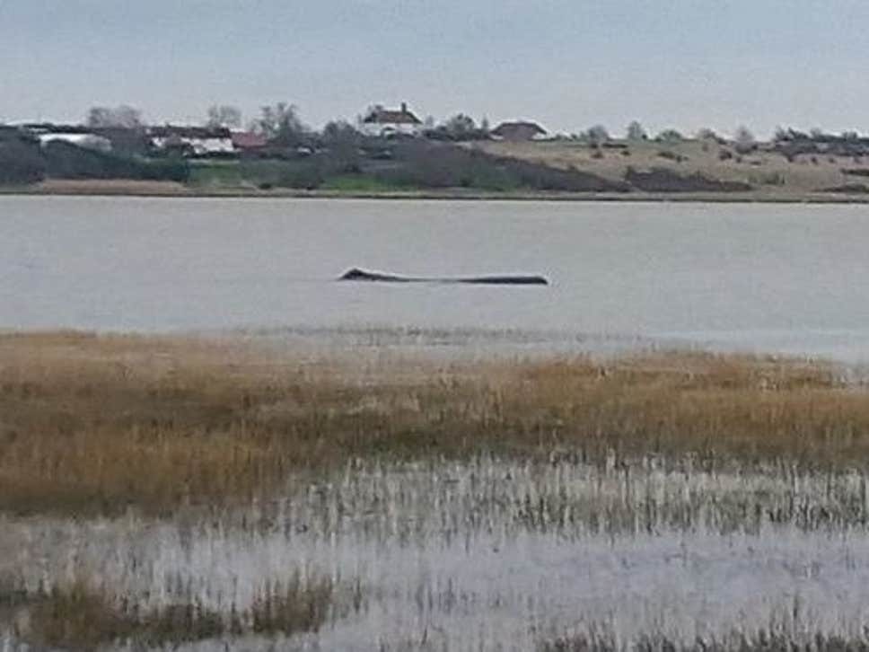 DEAD WHALE