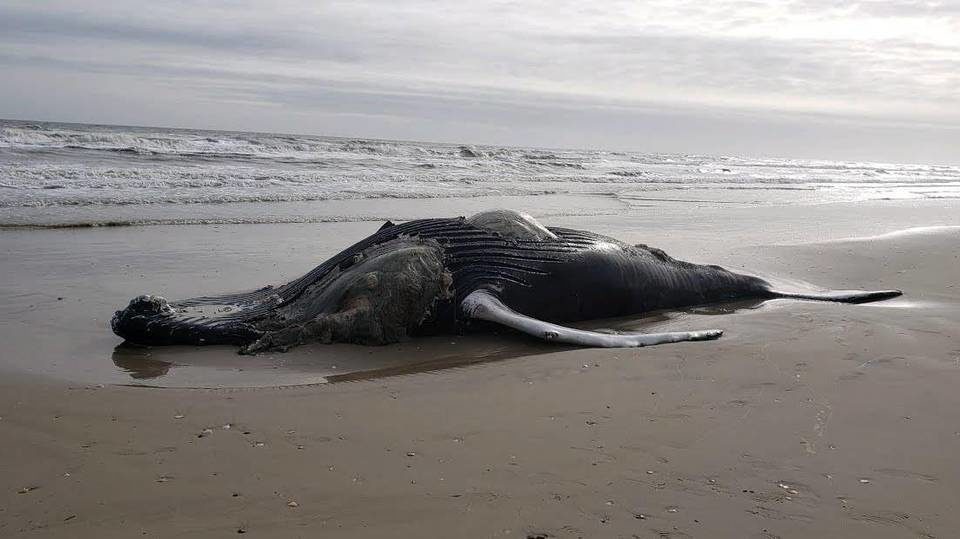 A dead humpback whale was found on an Outer Banks beach on Thursday, rescuers say.