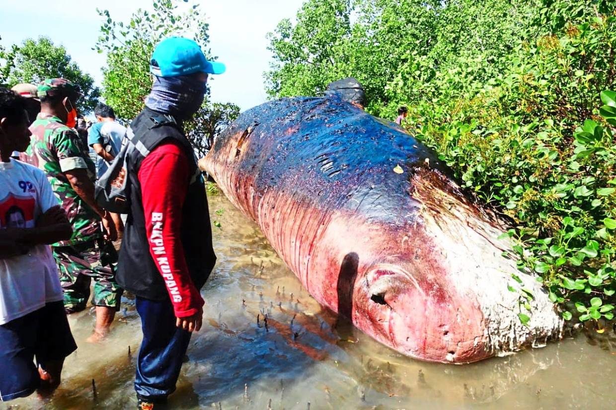 Kupang Water Conservation Area Agency personnel and Tasilo village residents working together to remove a sperm whale carcass from mangroves on the Tasilo Beach shoreline