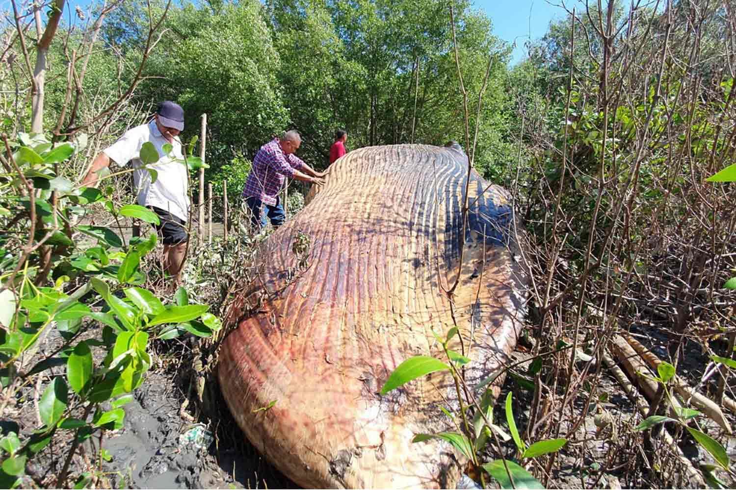Officials from a marine and coastal resources research centre examine the dead Bruda whale washed ashore in the mangrove forest at Bang Poo, Samut Prakan.