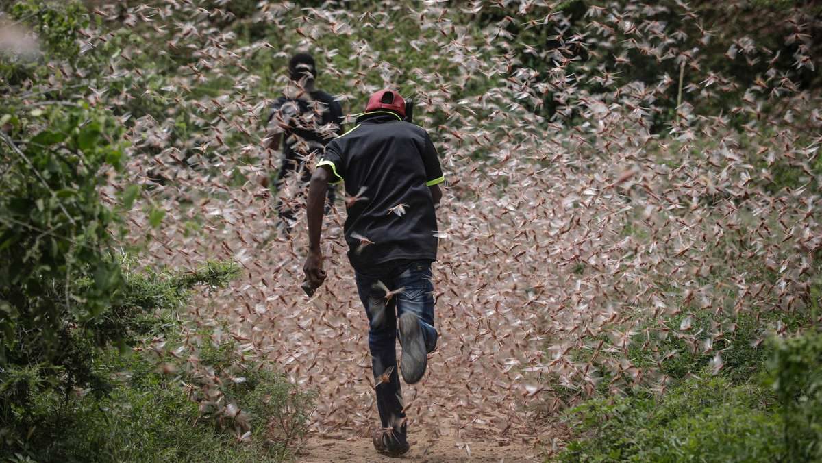 Click to enlarge locusts