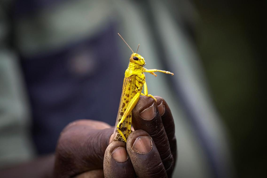 Click to enlarge locust
