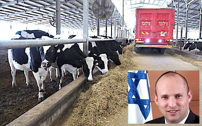 Bennett/cattle
