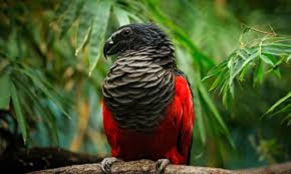 Dracula parrot