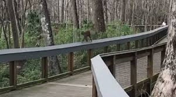 monkey