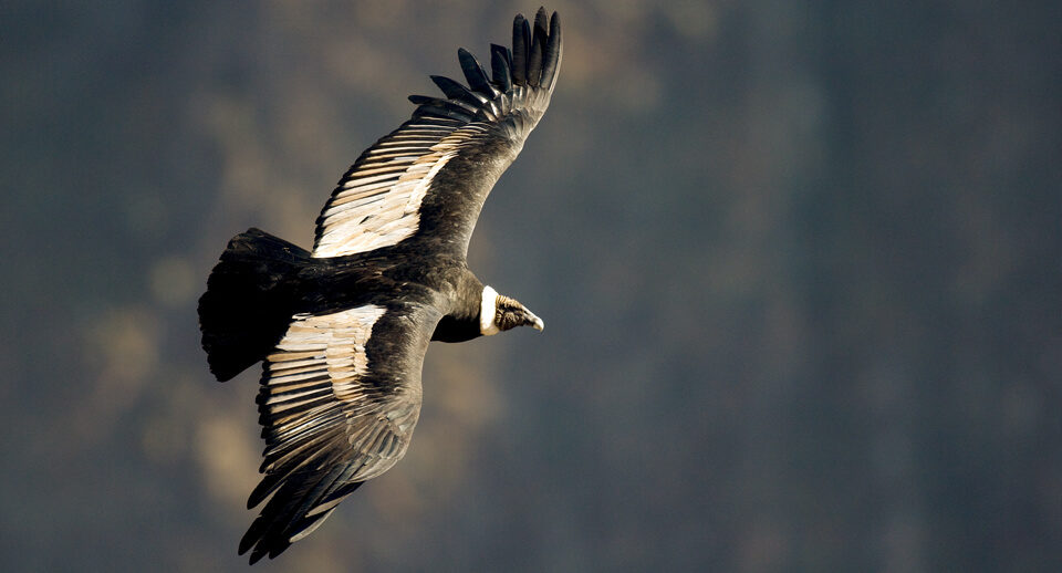 Click to enlarge Andean condor