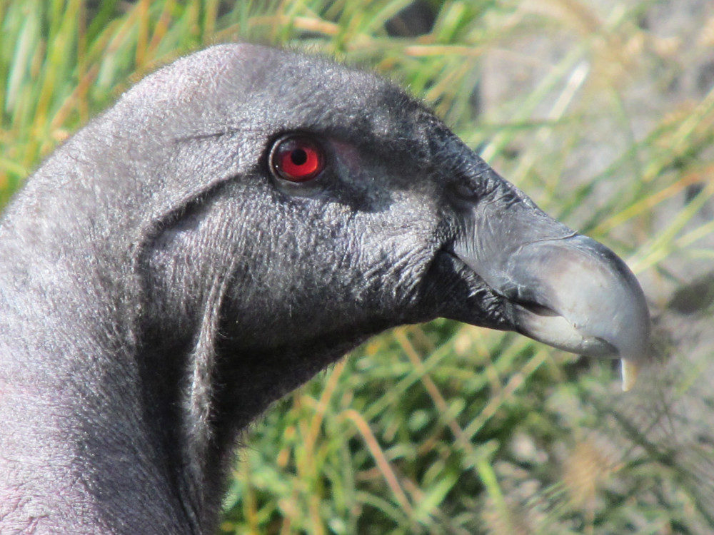 Click to enlarge An Andean condor in the conservation breeding program at the National Aviary in Pittsburgh.