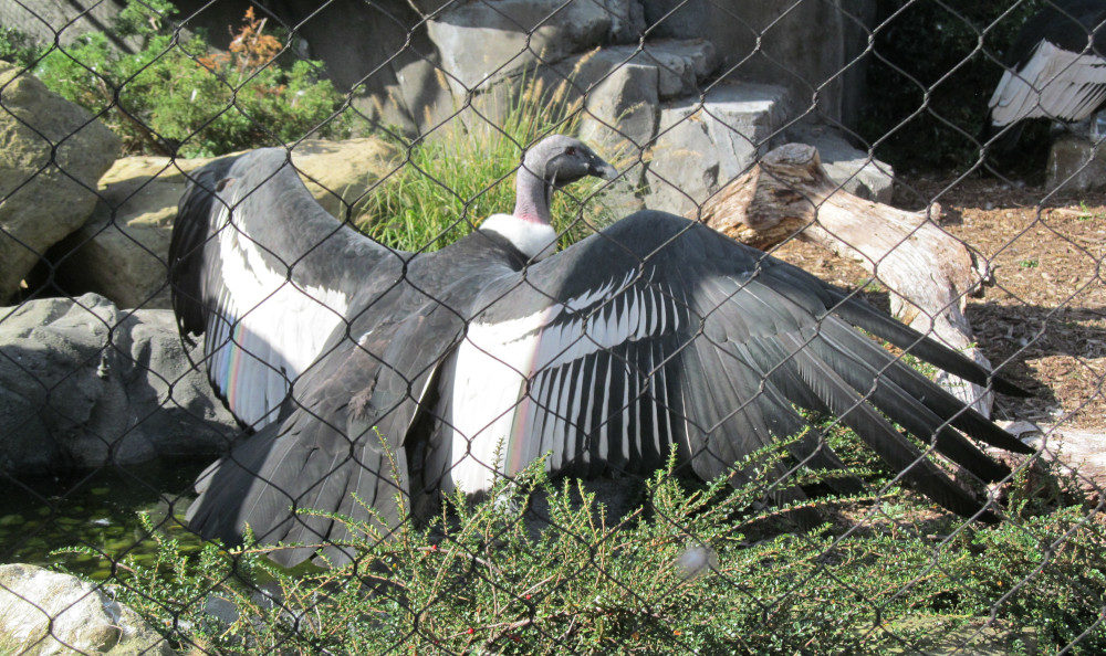 An Andean condor spreads its wings at the National Aviary in Pittsburgh.