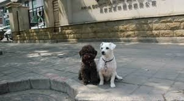 Doggies