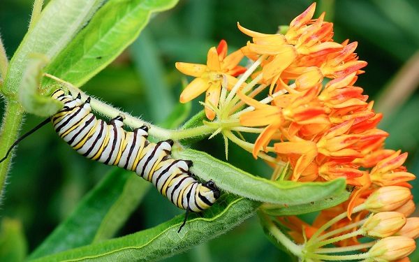 Monarch caterpillar