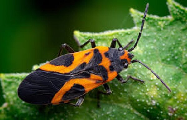 Milkweed bug