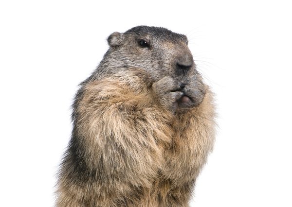 groundhog