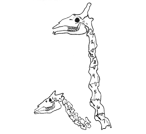 Okapi and Giraffe necks
